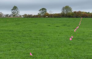 Lines of pink flags showing the piling positions laid out up a gently sloping green field.